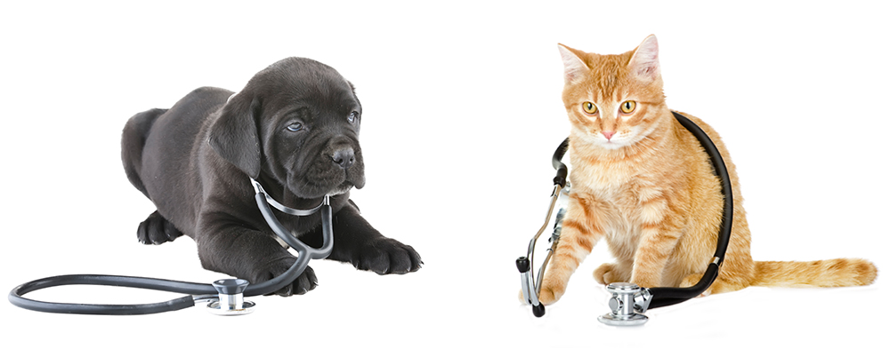 dog and cat veterinary